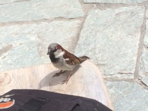 sparrow 2